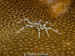 Spider..! Sea Spider - Anoplodactylus sp. Sail Rock, Thai... by Stefan Follows 